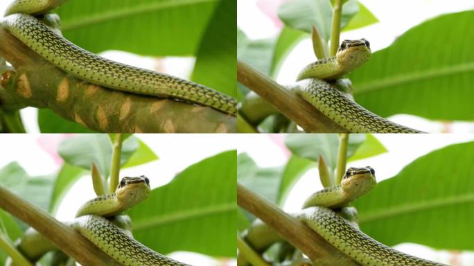 绿树蛇藏在树梢上，平移镜头