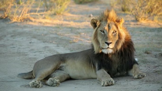 南非卡拉哈里沙漠清晨的大雄非洲狮