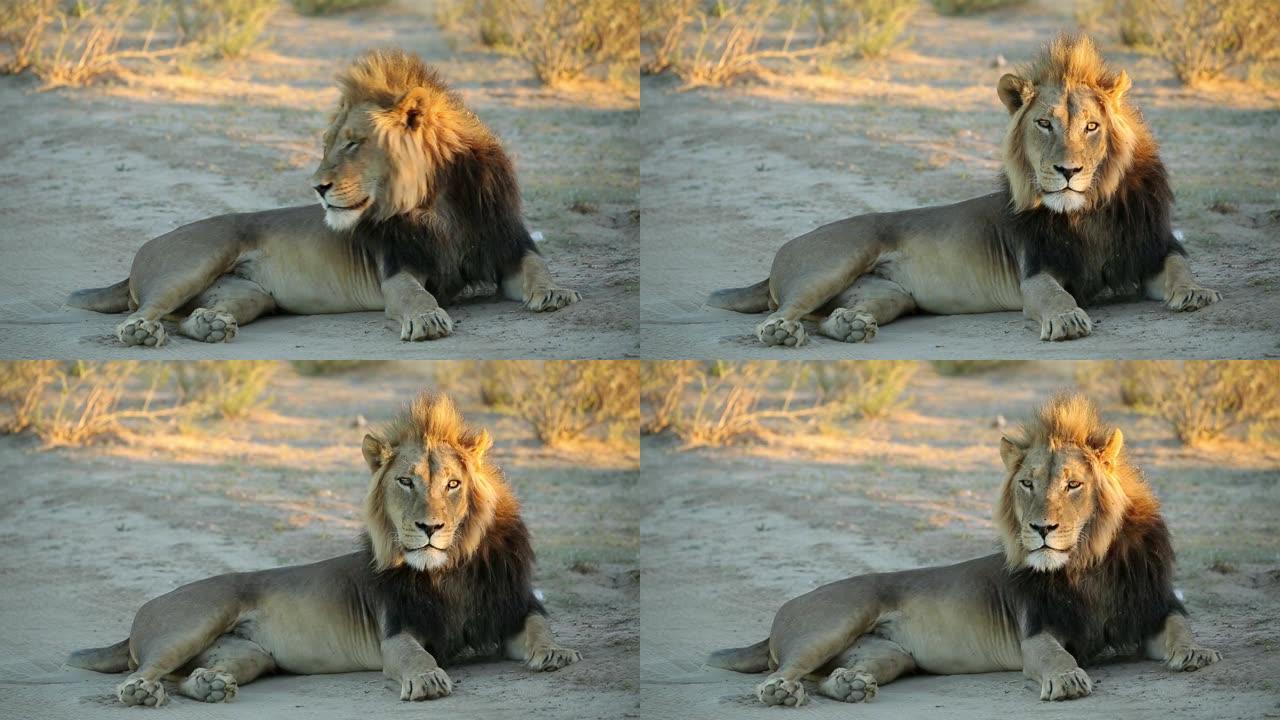 南非卡拉哈里沙漠清晨的大雄非洲狮