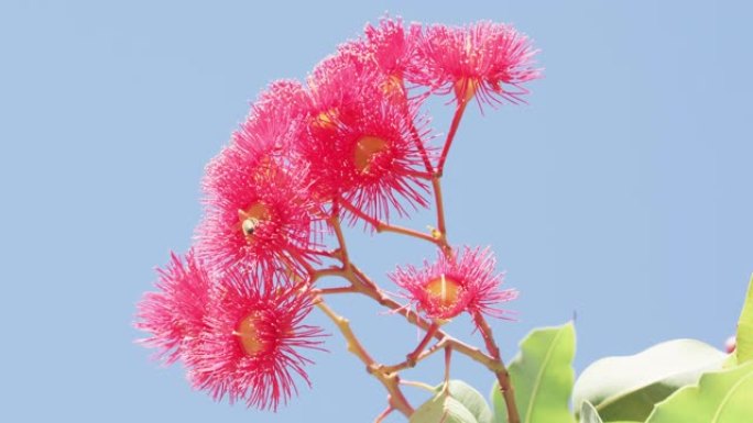 许多蜜蜂在充满活力的粉红色口香糖树花周围授粉，为蜂巢生产蜂蜜。农业、蜂蜜工业、气候变化和天然授粉媒介