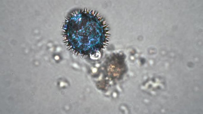 类似于冠状病毒的圆形蓝色细胞在显微镜下新型冠状病毒肺炎病毒放大