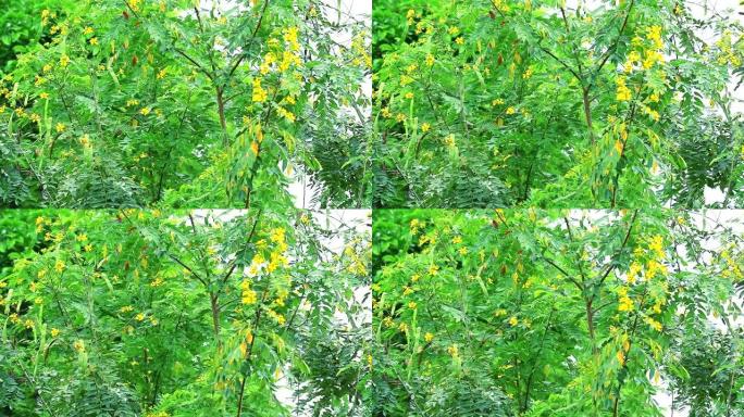 泰国铜荚，番泻叶黄花盛开