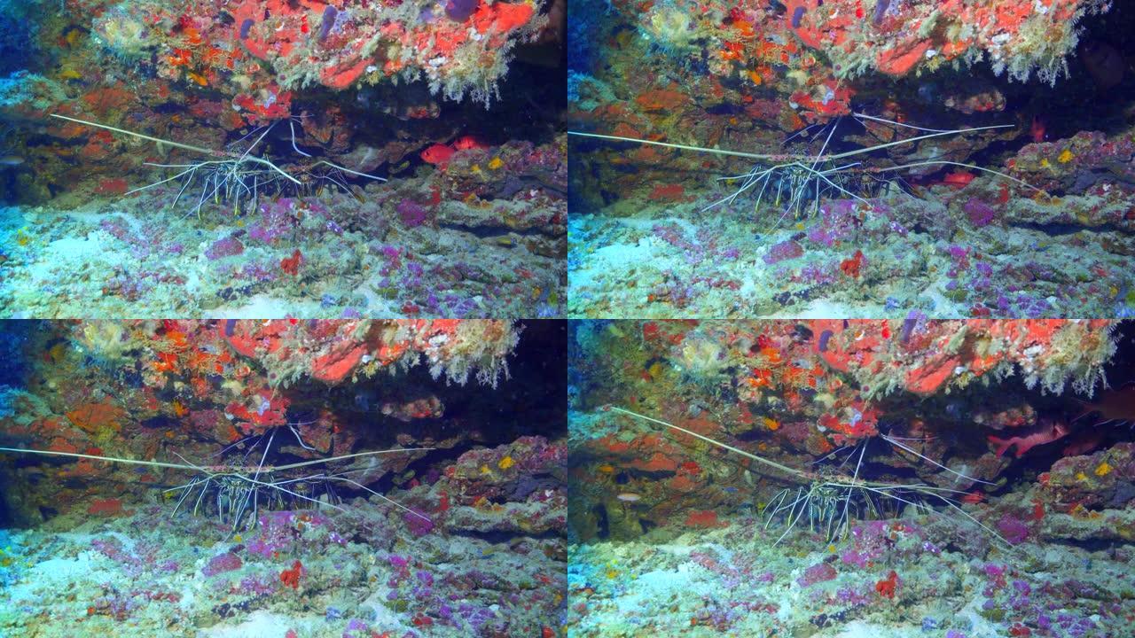 马尔代夫暗礁藏匿的巨型龙虾