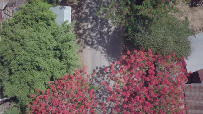 高架垂直无人机拍摄美丽的红孔雀花树沿路