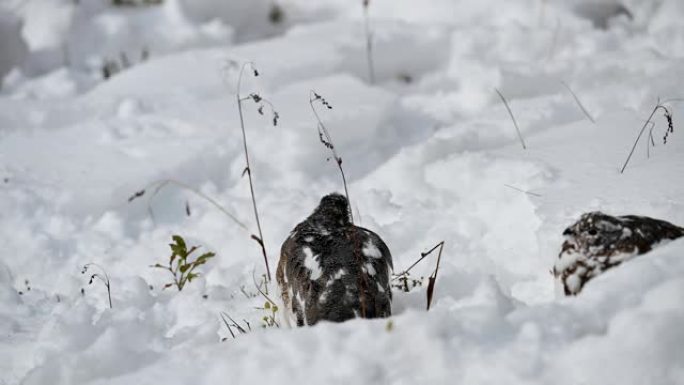 岩石雷鸟在雪山觅食有趣