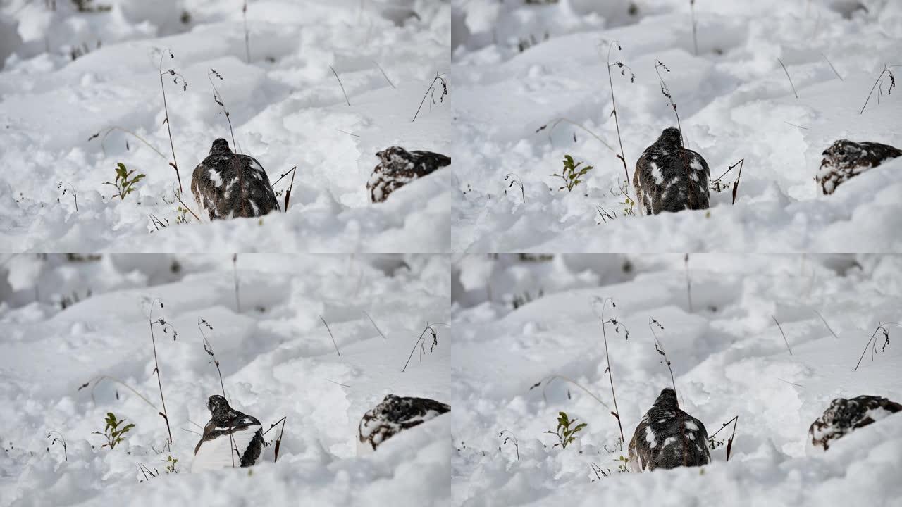 岩石雷鸟在雪山觅食有趣