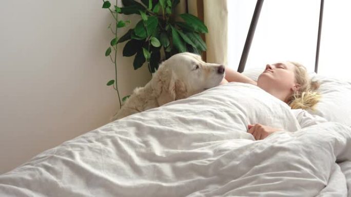 有趣的视频。对宠物的爱。大白狗清晨在卧室叫醒情妇
