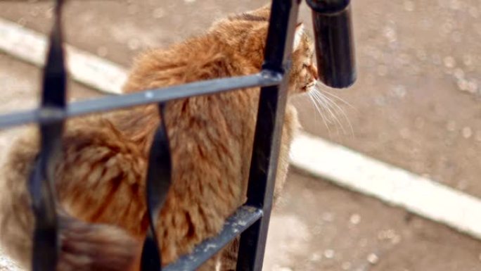 在外面等着食物的野猫猫在栅栏上摩擦她的软管