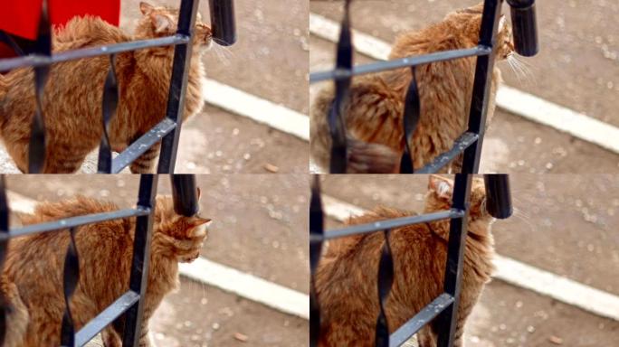 在外面等着食物的野猫猫在栅栏上摩擦她的软管