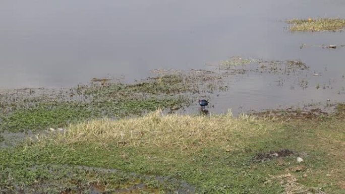 紫色沼泽鸟