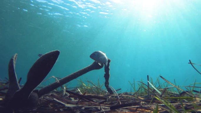 小鱼在地中海清澈的海水锚附近水下游泳，海床上有藻类和岩石。马尼半岛，卡约，希腊。