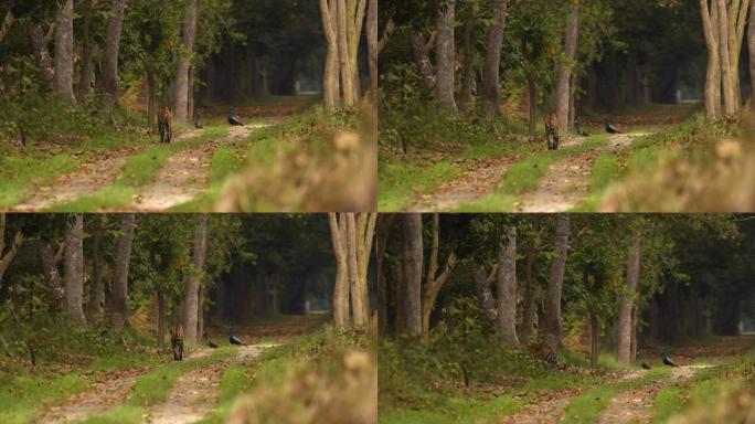 美丽的孟加拉母老虎在森林里散步，背景是孔雀