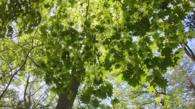 清新的绿树在风中摇曳