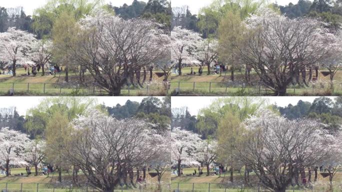日本。三月。公园在Teganuma湖畔的柏市。樱花祭。