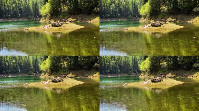 奥地利绿湖的长凳河流空镜视频素材唯美风景