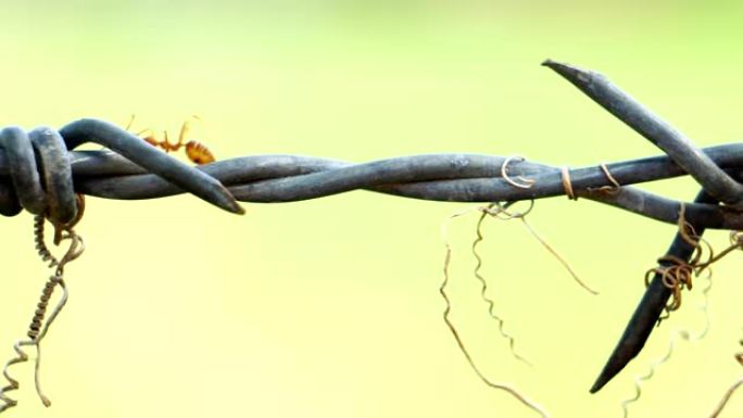 红色蚂蚁在旧铁丝网上奔跑