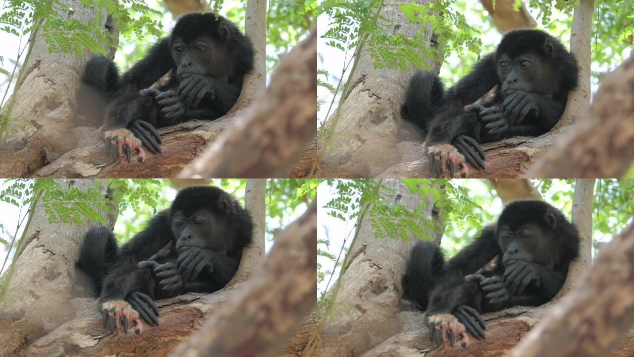 哥斯达黎加森林中的大吼猴 (Alouatta palliata) 婴儿在树上放松
