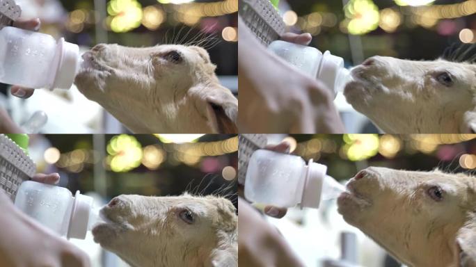 女孩用瓶子里的牛奶喂羊的场景
