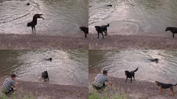 一名男子向游泳并跳过一条浑浊河流的狗扔食物