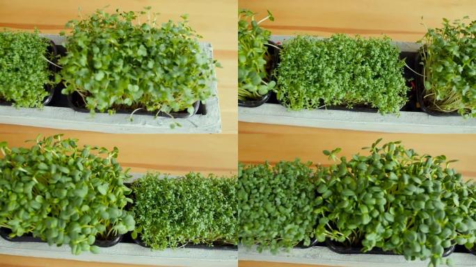 绿色的小苗在桌子上的盆栽土壤中