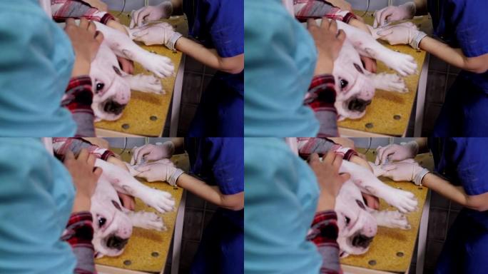 兽医诊所手术台上的爪子里有导管的狗。