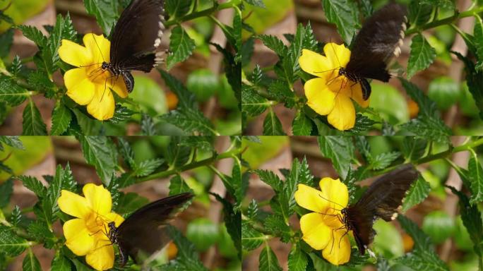 凤蝶在黄芙蓉花上特写。