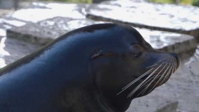 海狮头