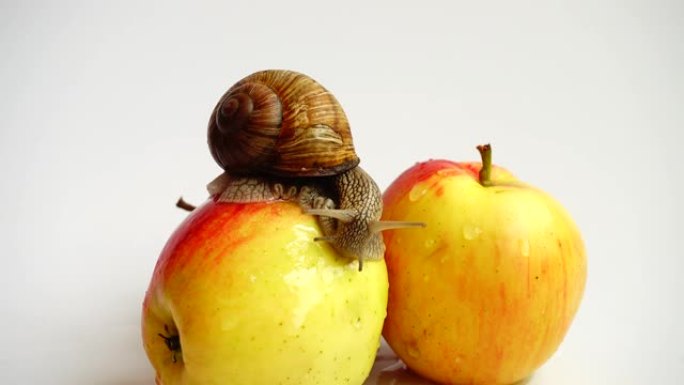 苹果上的蜗牛。在白色背景上拍摄。