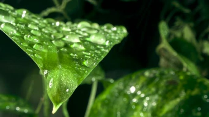 雨滴中的绿叶水滴水绿叶露珠甘露