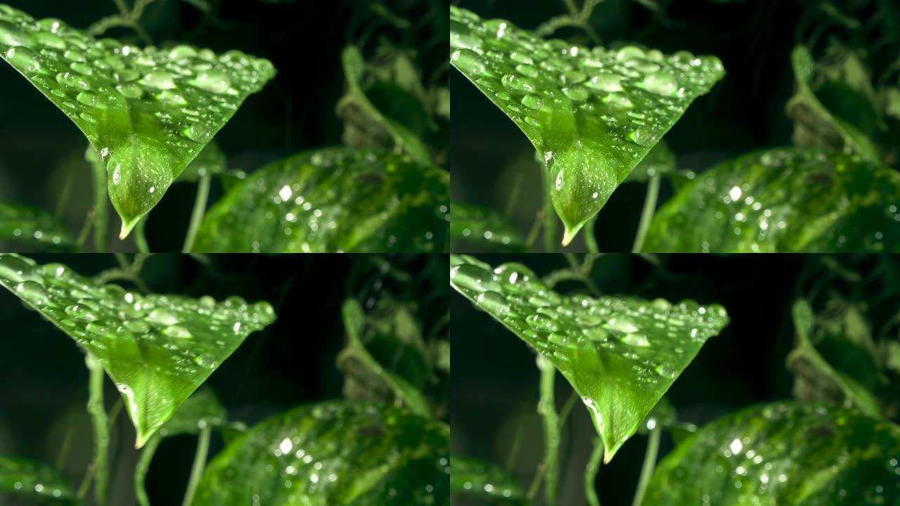 雨滴中的绿叶水滴水绿叶露珠甘露