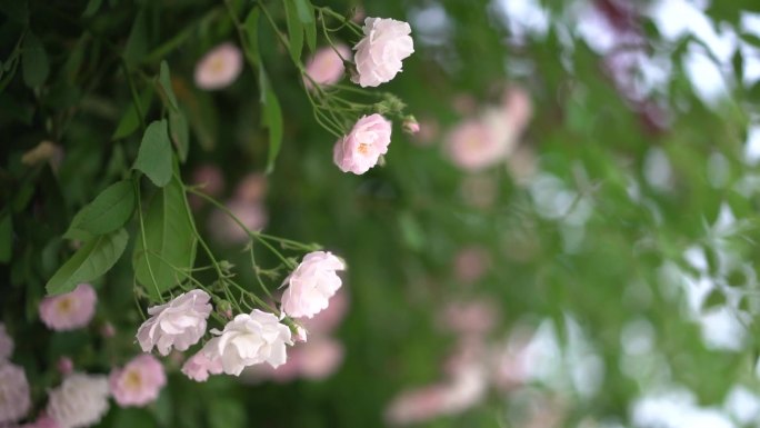 蔷薇花 春 绿植 初夏 盛开