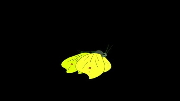 卷心菜黄蝴蝶苍蝇阿尔法圈