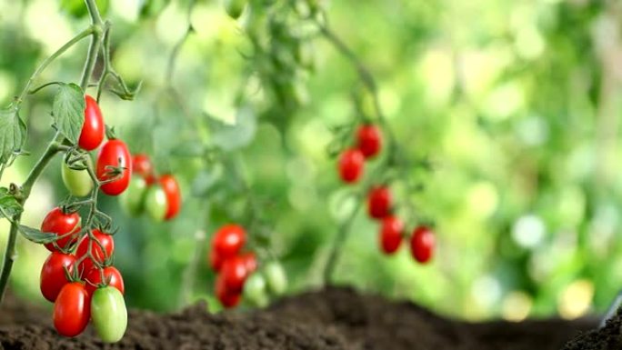 手工活樱桃番茄的土壤治愈菜园
