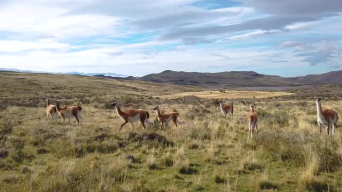 美洲驼在智利巴塔哥尼亚的自然中放牧。智利巴塔哥尼亚山脉背景上的野生美洲驼