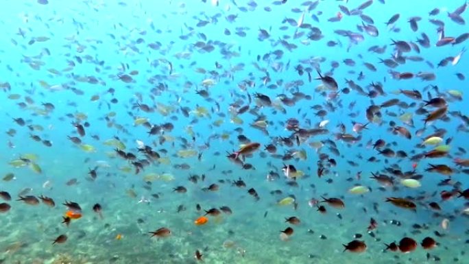 巴厘岛充满海洋生物和鱼群的繁荣珊瑚礁。