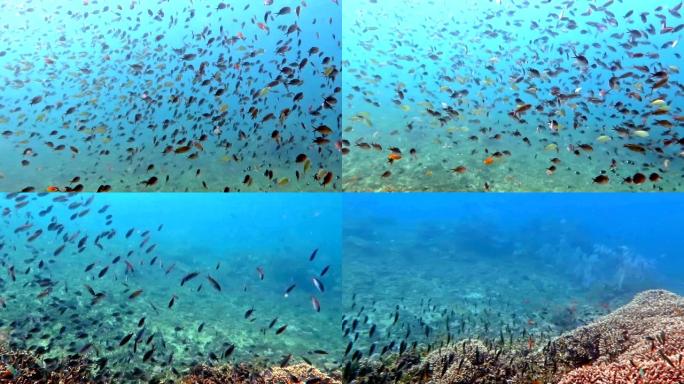 巴厘岛充满海洋生物和鱼群的繁荣珊瑚礁。