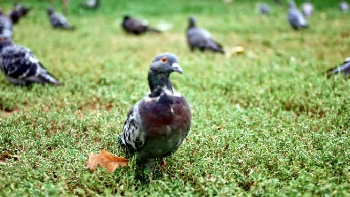 公园里坐在草地上的鸽子群