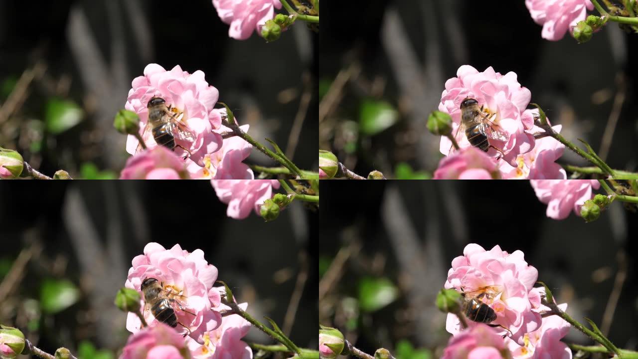 在阳光明媚的日子里，昆虫以慢动作从粉红色玫瑰花中提取花蜜