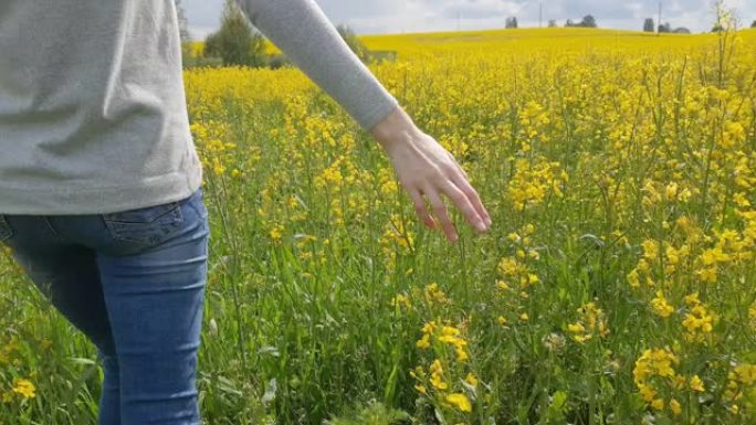 年轻女子快乐地带着强奸穿过田野，抚摸着黄色的花朵。美丽无忧无虑的女人在花田享受大自然