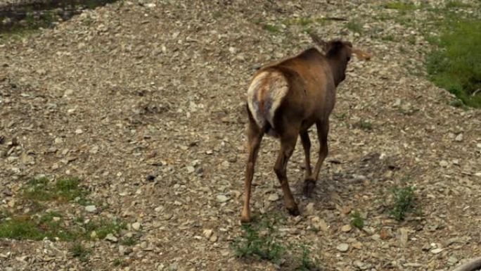 年轻的马拉尔鹿在石滩上散步