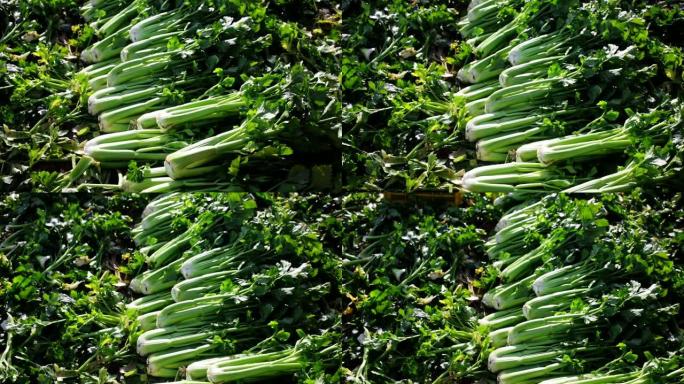 蔬菜农场收获的有机绿色芹菜的特写镜头