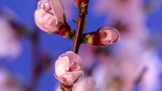 桃花盛开，格式延时4k视频。春天的樱桃花视频。