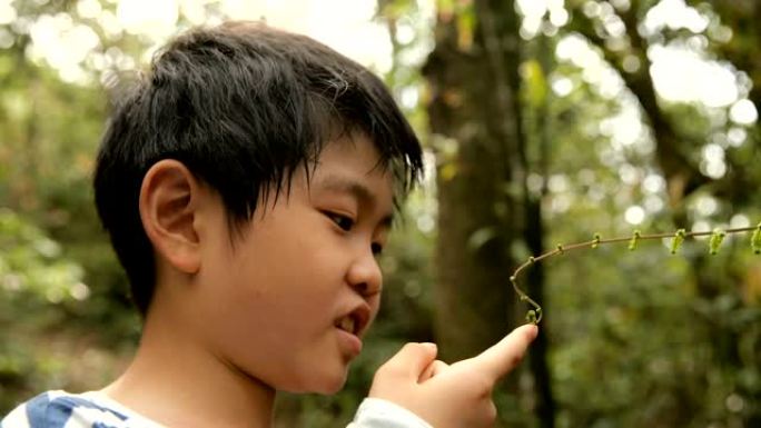 小男孩在森林中触摸植物的拍摄