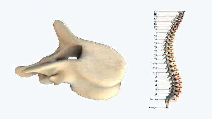人类脊柱-T8