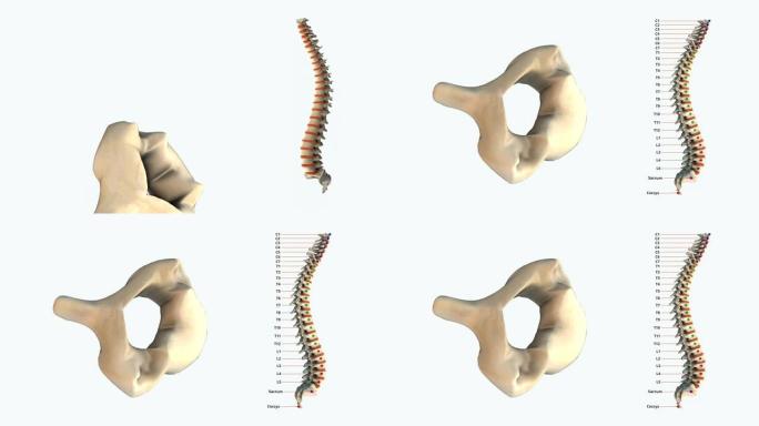人类脊柱-C4