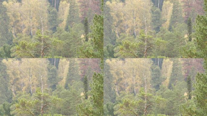 大斑啄木鸟 (Dendrocopos major) -阿尔泰自然保护区