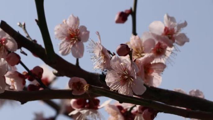 白梅花在春风中摇曳