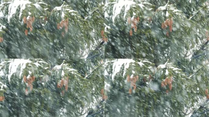 冬季自然-松枝，雪在强风中摇曳。暴风雪里的大树。针和棕色锥体。新年或圣诞节背景。
