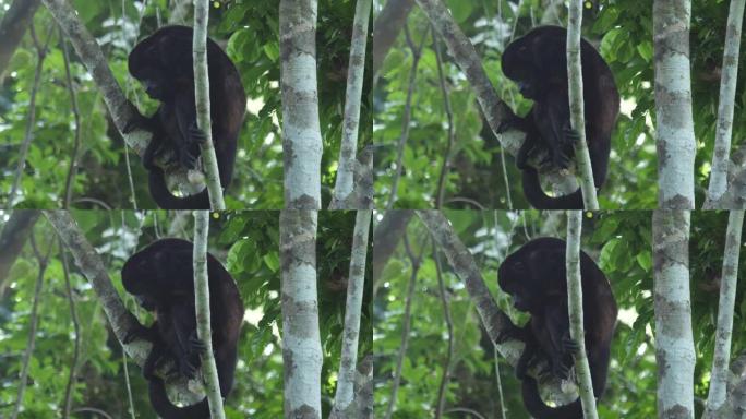 哥斯达黎加森林中的大吼猴 (Alouatta palliata) 在树上放松