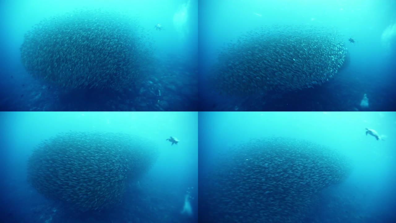 海龟在成群的鱼群附近游动并改变形状。